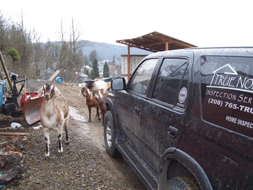 3Goats-1Sheep.gif