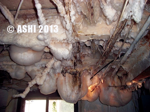 awsome mold.jpg