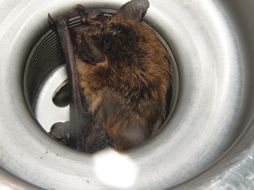 Bat.jpg