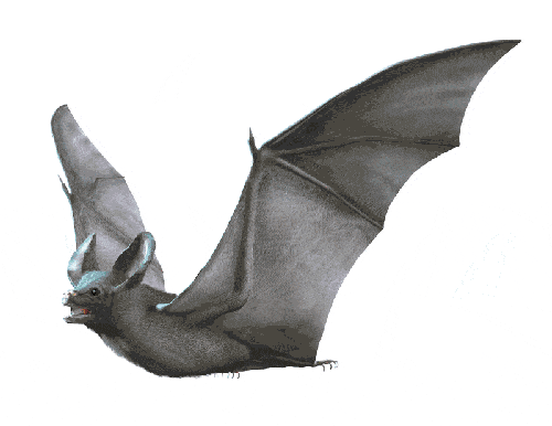 Bat_dreamstime_s_20895592.gif