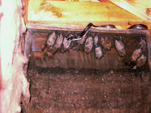 Bats.jpg