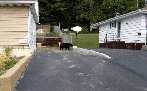 bear.gif