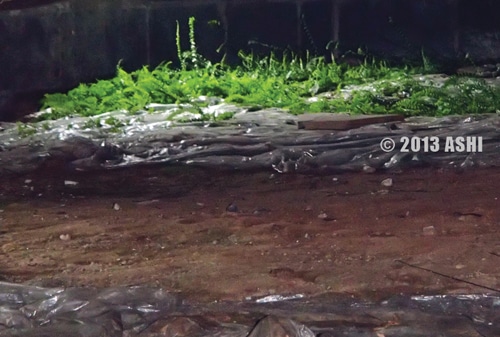 BotanicalCrawlSpace.jpg