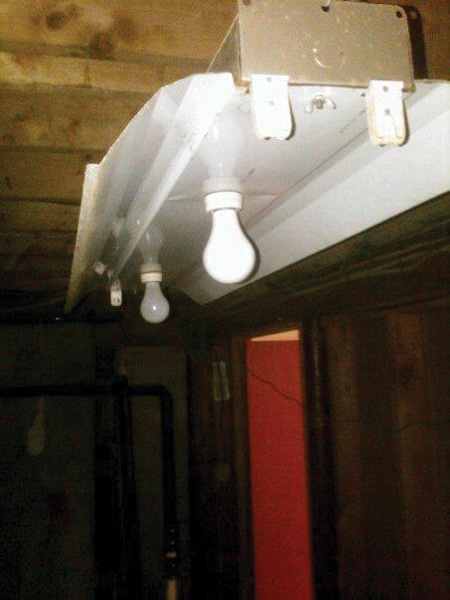 bulbs.jpg