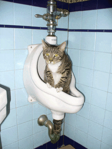 Cat.gif