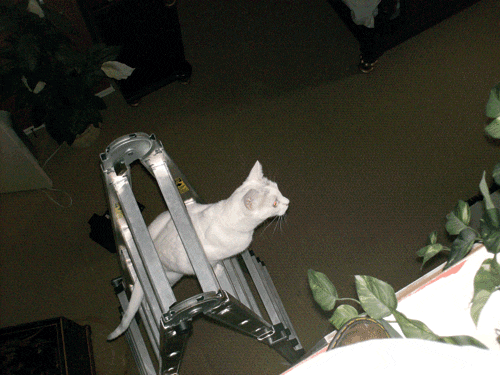 cat-ladder.gif