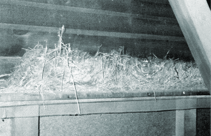 CCNest-in-Vent.gif