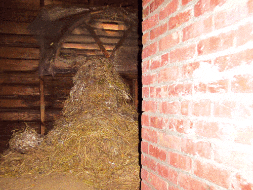 DCP_0080.gif