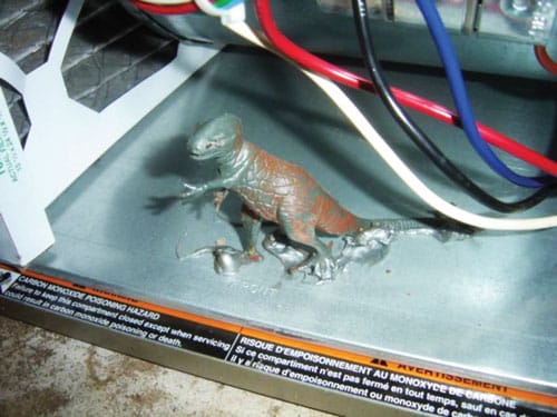 dino.jpg