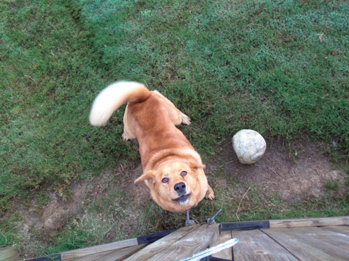 dog.jpg