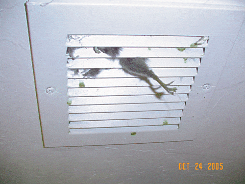 DSC04204.gif