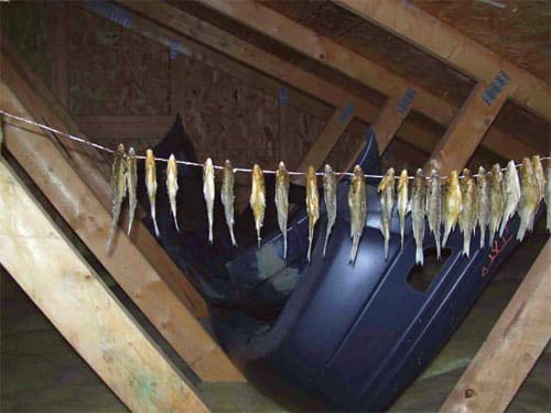 Fish.jpg