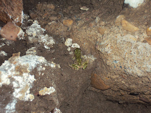 frog.jpg
