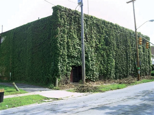 greenhouse.jpg