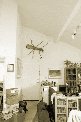 JUNE03PostcardBug.gif