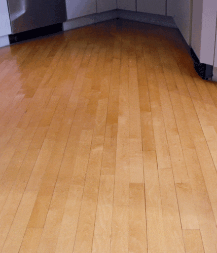 Maple.gif