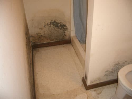 Mold.jpg