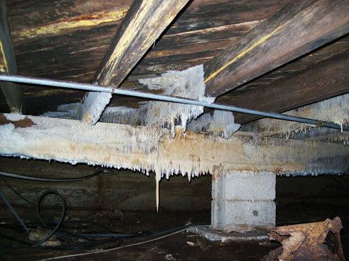 Mold.jpg