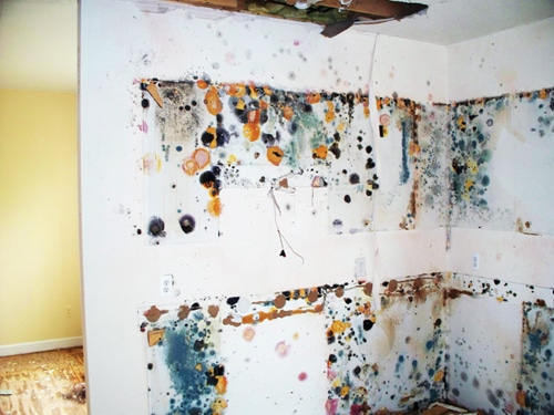 Mold.jpg