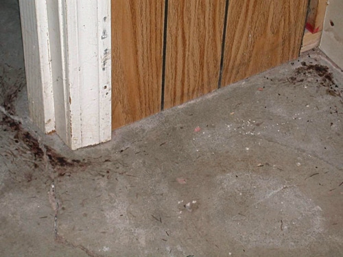 Mouse-urine-basement.jpg