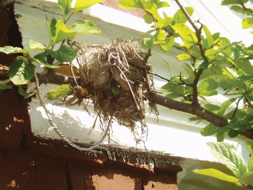 nest.jpg