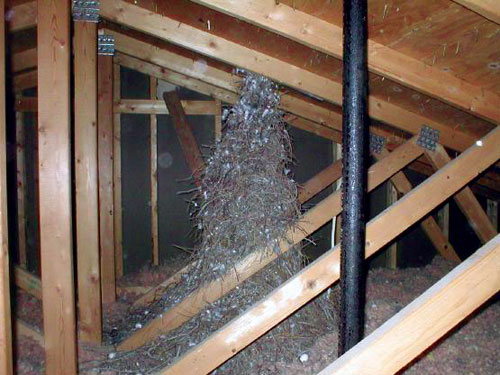 Nest.jpg
