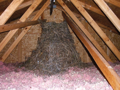 Nest.jpg