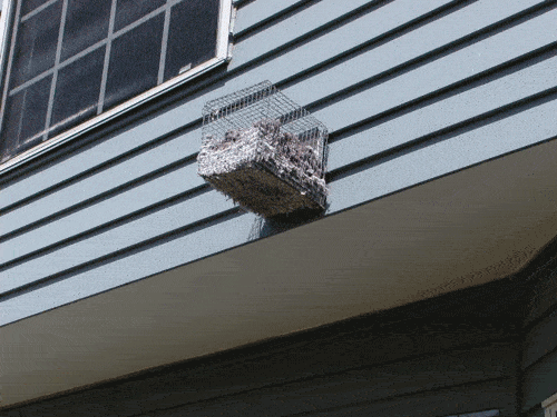 P4180168.gif