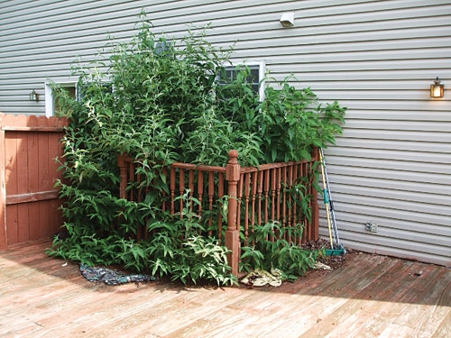 plant.jpg