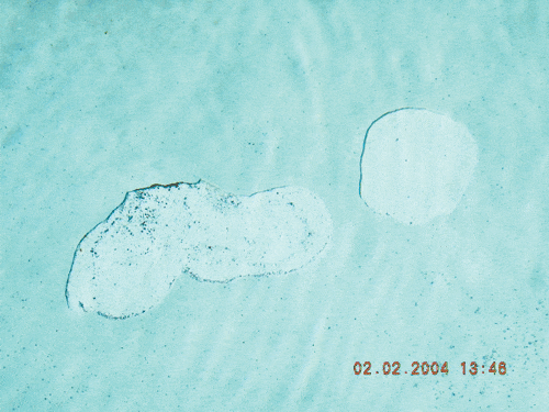 pool2.gif