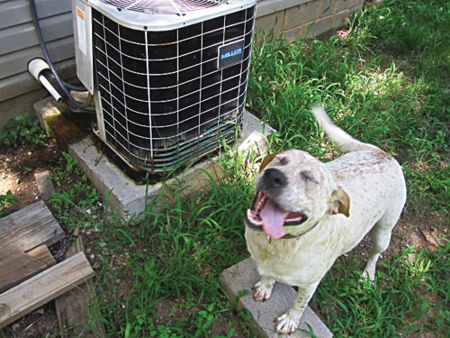 Postcard-acdog1.jpg