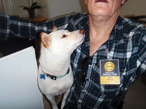 Postcard-dog.jpg