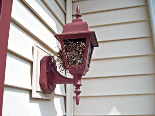 Postcard-nest.jpg
