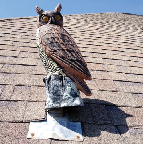Postcard-owl.jpg