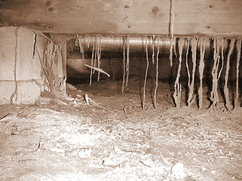 Postcard-Termites.gif