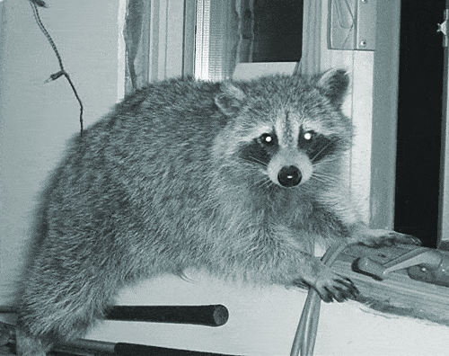 Rac-in-Workroom.gif
