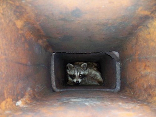 raccoon.jpg