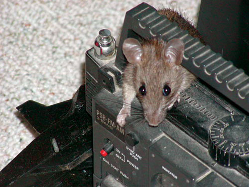 rat.jpg