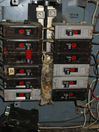 Rat-In-Panel.gif