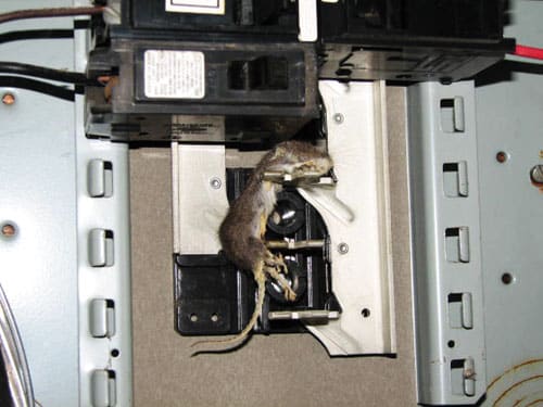 rodent.jpg