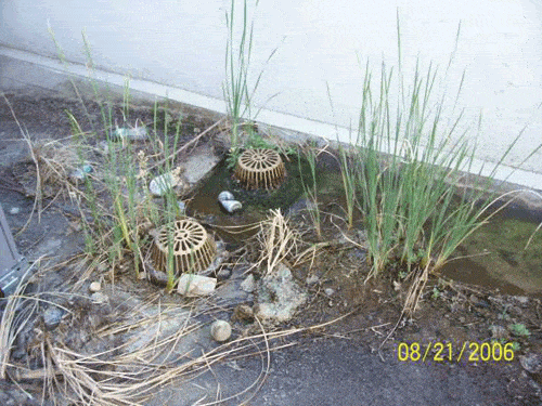 Roof-top-garden-003.gif