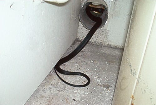 snake.jpg
