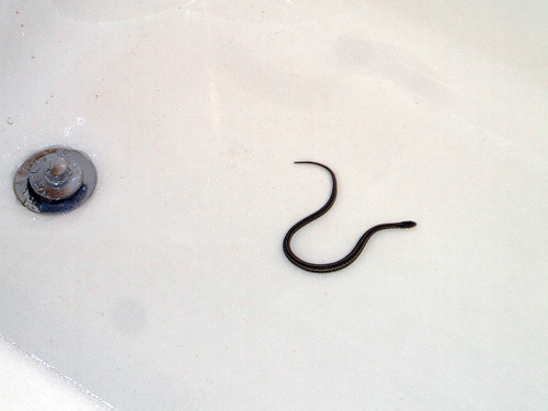 Snake1.jpg