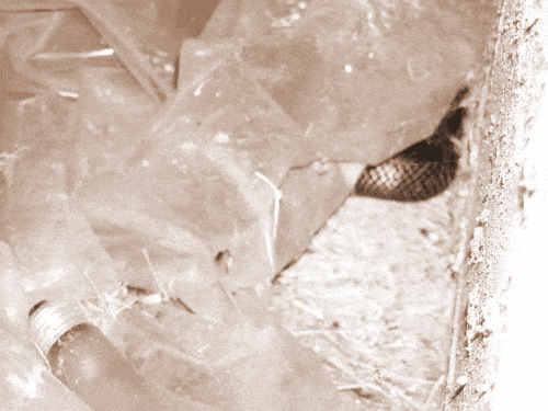 snake2.gif