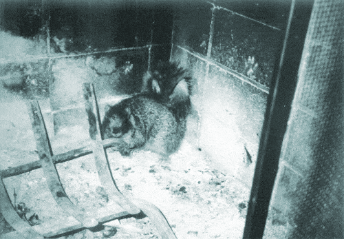Sq-in-Fireplace.gif