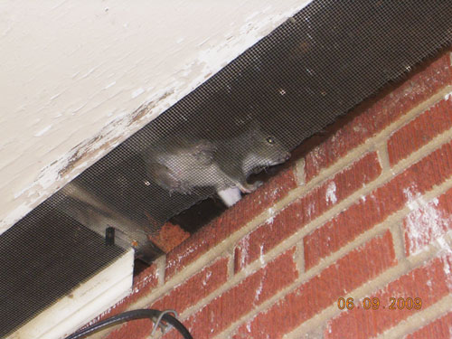 squirrel.jpg