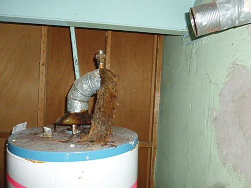 squirrel.jpg