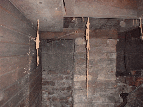termites.gif