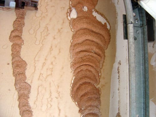 termites.jpg