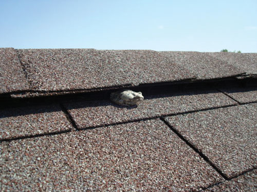 toad.jpg
